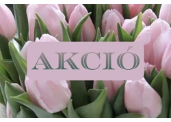 Akció